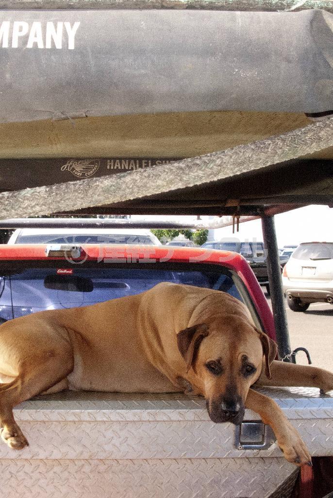 呼びかけにも知らん顔、おとなしくご主人の帰りを待っている。大きな体でもお留守番は寂しいのかな？＝２０１１年１月２３日、米ハワイ州のカウアイ島ハナレイ（酒井久美子さん撮影）