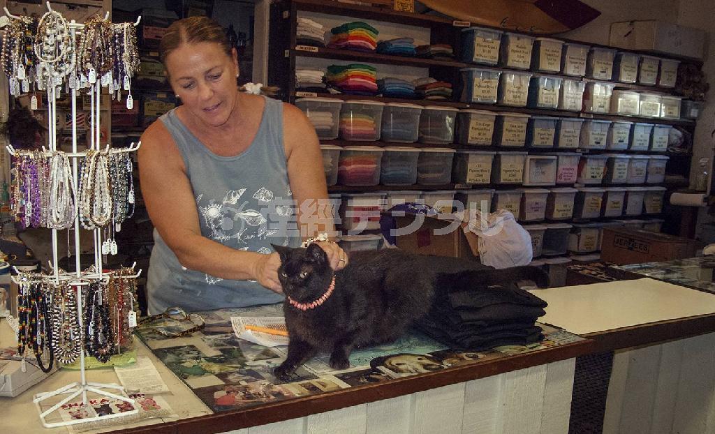 オールドタウンにあるオリジナルＴシャツのお店。愛猫にレイの首輪を作っていた。動物の保護活動もしている優しい姉妹のお店だ＝２０１１年１月２６日、米ハワイ州・カウアイ島ハナレイ（酒井久美子さん撮影）