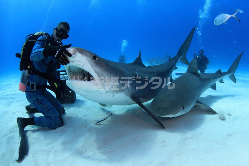 冒険心と一歩踏み出す勇気があれば、タイガーシャークとこんなに近づくことができる＝２０１４年３月５日、バハマ（越智隆治さん撮影）