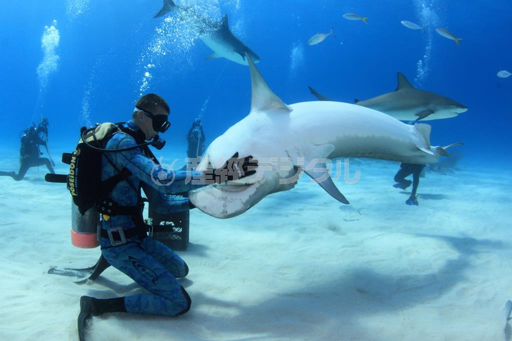 タイガーシャークを上下逆さまにして、手玉にとるガイド。こんなにおとなしいとは、意外だった＝２０１４年３月５日、バハマ（越智隆治さん撮影）