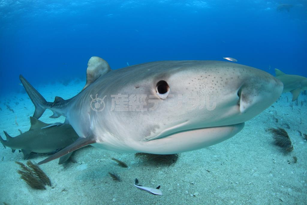 カメラハウジングのポートにまでぶつかるほど接近してくるタイガーシャーク。よく見ると愛嬌（あいきょう）のある顔をしている＝２０１４年３月７日、バハマ（越智隆治さん撮影）