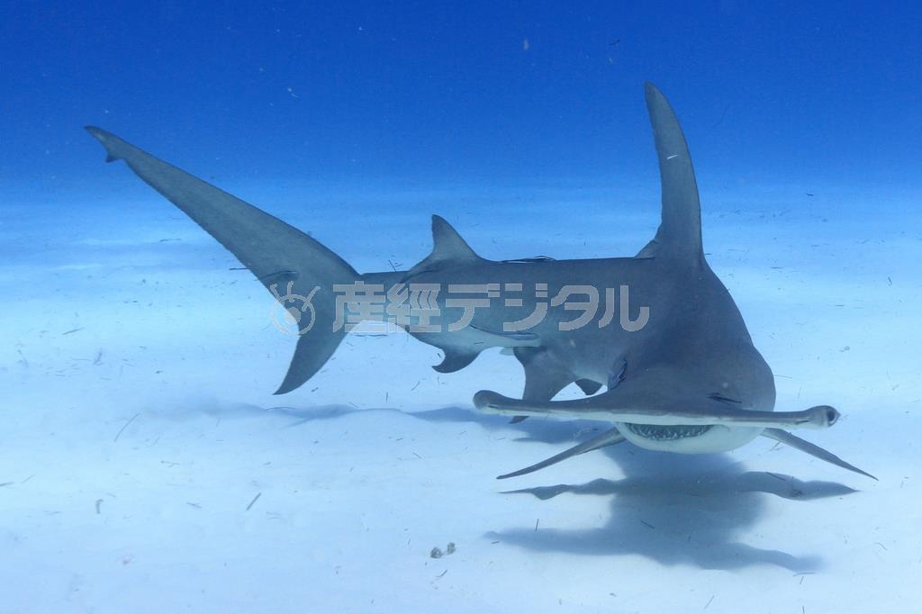タイガーシャーク同様に人気のグレートハンマーヘッドシャーク＝２０１４年３月６日、バハマ（越智隆治さん撮影）