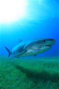 草原のような海草の上を優雅に泳ぐタイガーシャーク＝２０１４年３月５日、バハマ（越智隆治さん撮影）