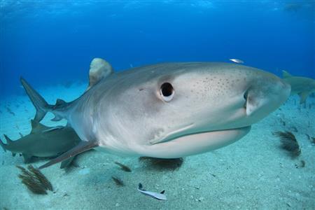 カメラハウジングのポートにまでぶつかるほど接近してくるタイガーシャーク。よく見ると愛嬌（あいきょう）のある顔をしている＝２０１４年３月７日、バハマ（越智隆治さん撮影）