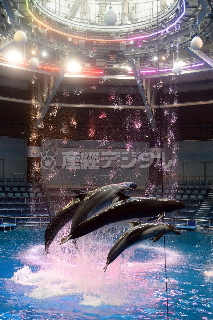 ３６０度どこからでも楽しめるイルカショーは、ウォーターカーテンや水の演出などが加わり、グレードアップしてお目見えした＝２０１５年７月６日、東京都港区の「エプソン＿アクアパーク品川」（矢島康弘撮影）