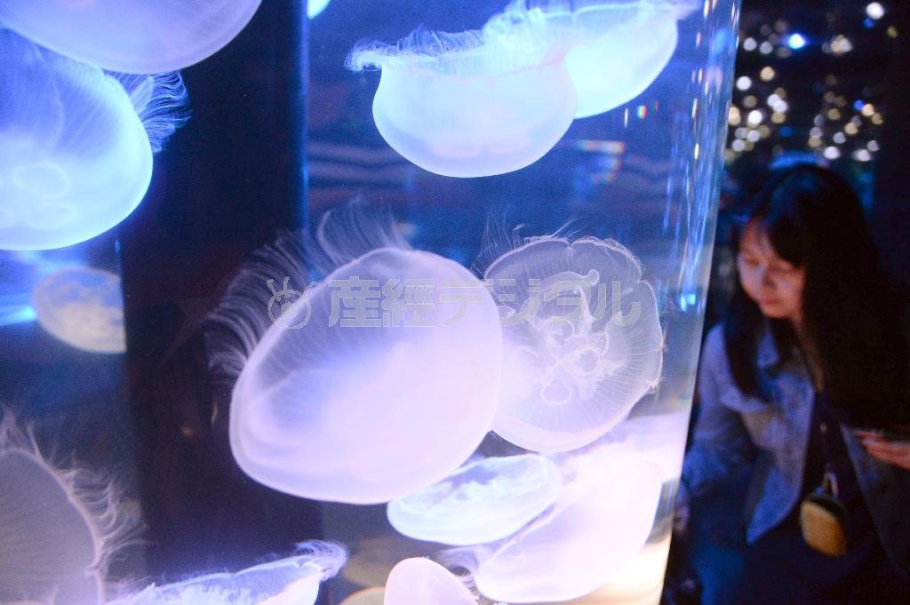 ジェリーフィッシュランブルにある水槽すべてに展示されている＝２０１５年７月６日、東京都港区の「エプソン＿アクアパーク品川」（矢島康弘撮影）