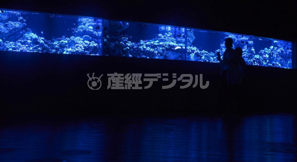 「コーラルカフェバー」は、ブラックライトに照らされ、発光サンゴが放つ神秘的な雰囲気を演出した大人のカフェバー＝２０１５年７月６日、東京都港区の「エプソン＿アクアパーク品川」（矢島康弘撮影）