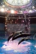 ３６０度どこからでも楽しめるイルカショーは、ウォーターカーテンや水の演出などが加わり、グレードアップしてお目見えした＝２０１５年７月６日、東京都港区の「エプソン＿アクアパーク品川」（矢島康弘撮影）