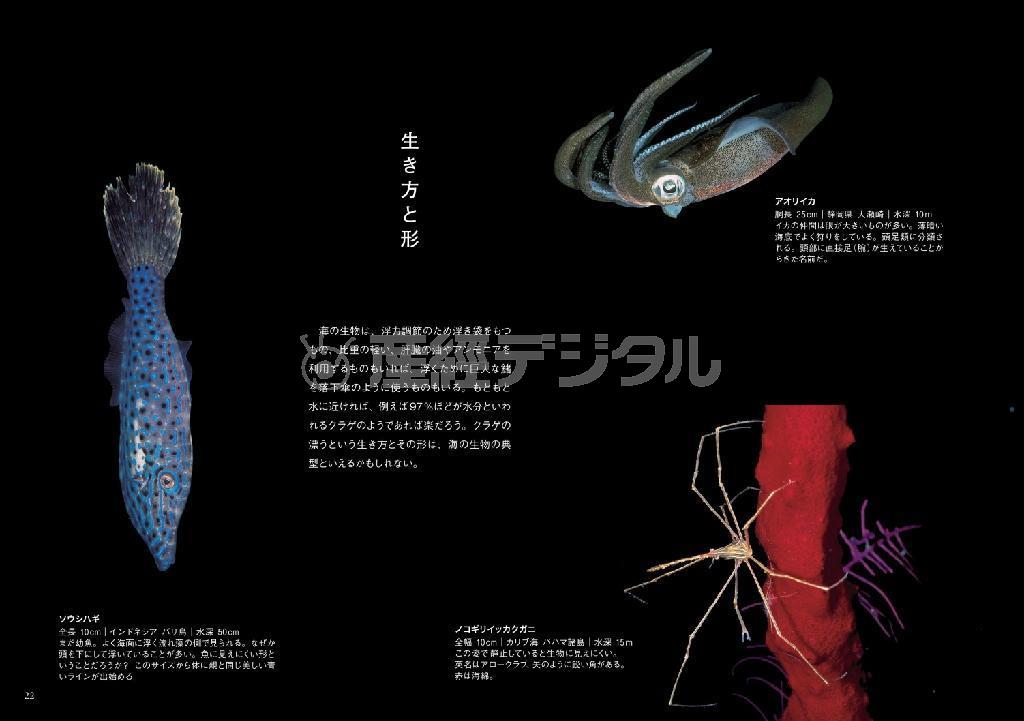 ノコギリイッカクガニ（右下）をはじめ、生き物のフォルムを堪能できる（『世界で一番美しい海の生き物図鑑』（吉野雄輔著、創元社、３６００円＋税）から、提供写真）