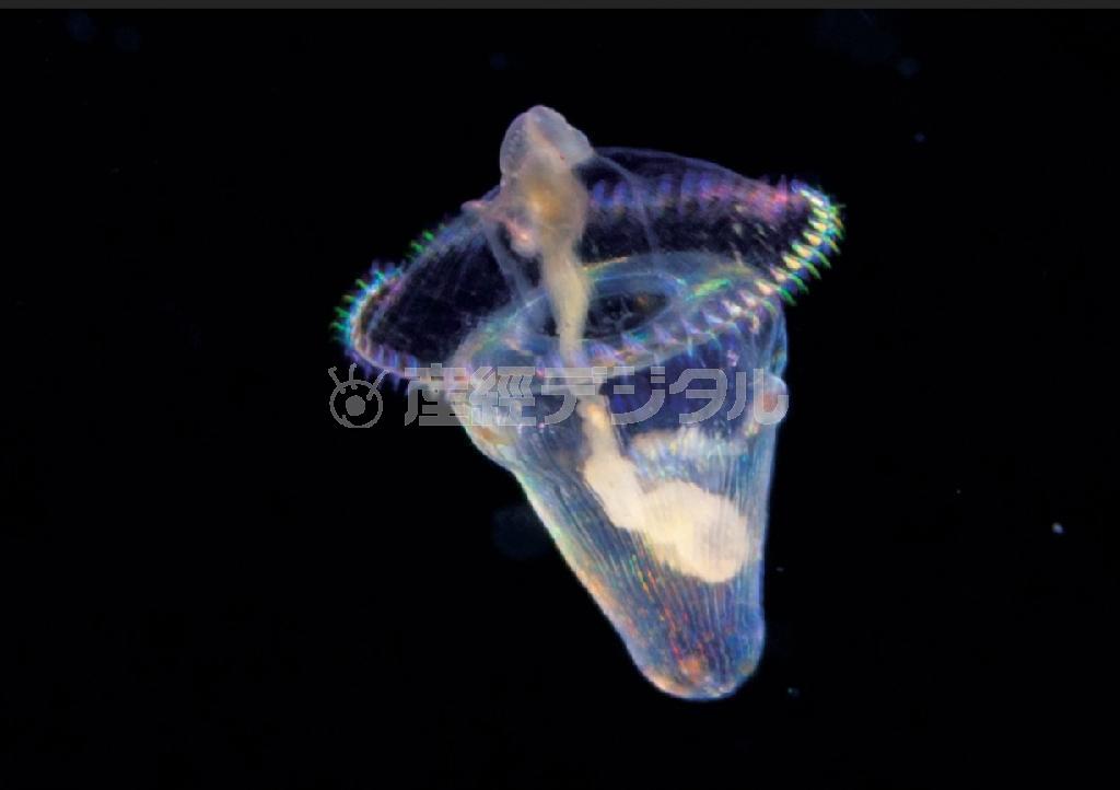 七色に輝くホシムシの幼生。（『世界で一番美しい海の生き物図鑑』（吉野雄輔著、創元社、３６００円＋税）から、提供写真）