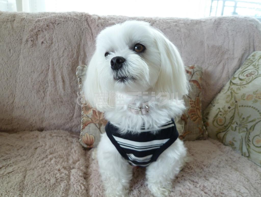 シャンプーしたてでドヤ顔の乾家の愛犬・まるが北海道の風景をご案内します＝２０１５年７月６日、北海道札幌市（乾ルカさん撮影）