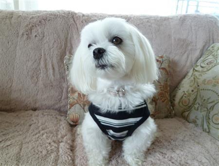 シャンプーしたてでドヤ顔の乾家の愛犬・まるが北海道の風景をご案内します＝２０１５年７月６日、北海道札幌市（乾ルカさん撮影）