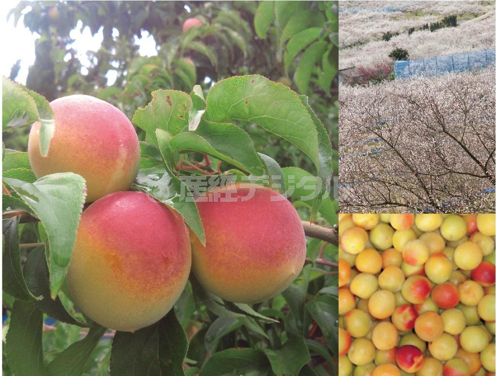 紀州＿南高梅（竹内農園提供）