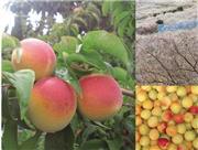 紀州＿南高梅（竹内農園提供）