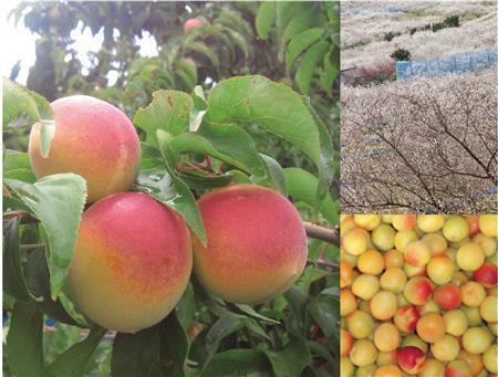 紀州＿南高梅（竹内農園提供）