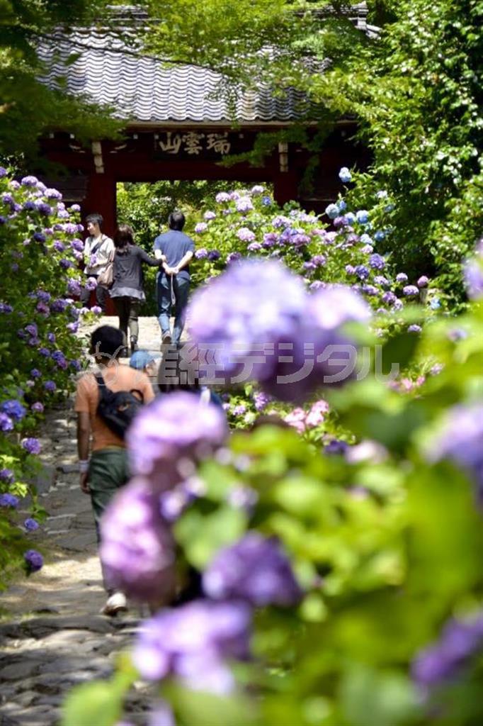 【読者写真（杉浦克己さん、撮影地：愛知県額田郡幸田町の本光寺）】須藤夕子先生のワンポイントレッスン「三河の『あじさい寺』と呼ばれる本光寺のアジサイの作品を送っていただきました。間に参道や空間がある場合、広角のカットで花を撮ると、花が小さく、スカスカした寂しい写真になることが多いのですが、手前にアジサイをボケさせて、画面いっぱいに花をちりばめている構図は上級者ですね！」（提供写真）