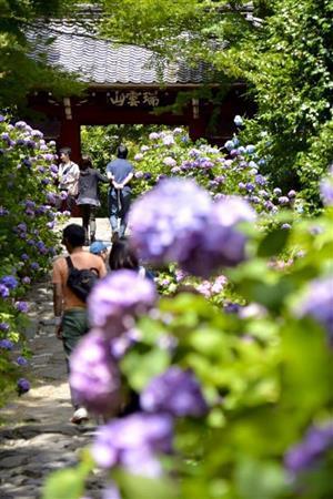 【読者写真（杉浦克己さん、撮影地：愛知県額田郡幸田町の本光寺）】須藤夕子先生のワンポイントレッスン「三河の『あじさい寺』と呼ばれる本光寺のアジサイの作品を送っていただきました。間に参道や空間がある場合、広角のカットで花を撮ると、花が小さく、スカスカした寂しい写真になることが多いのですが、手前にアジサイをボケさせて、画面いっぱいに花をちりばめている構図は上級者ですね！」（提供写真）