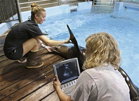 人間のみならず、哺乳類の妊婦に幅広く使用される超音波診断装置。これを応用すれば皮膚潰瘍の治癒速度を画期的に向上させられるという＝２０１５年６月１６日、米オクラホマ州オクラホマシティ（ＡＰ）