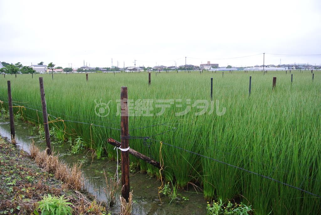 青々と茂るいぐさ。刈り取り期には支柱が見えなくなるほど草丈が伸びる＝２０１５年６月１１日、福岡県大川市（北林功さん提供）