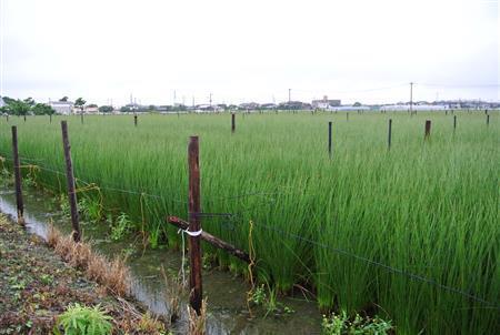 青々と茂るいぐさ。刈り取り期には支柱が見えなくなるほど草丈が伸びる＝２０１５年６月１１日、福岡県大川市（北林功さん提供）