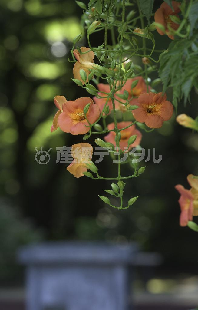 夏の花ノウゼンカズラももうすぐ満開だ＝２０１５年７月１１日、神奈川県鎌倉市大町の妙本寺（渡辺照明撮影）