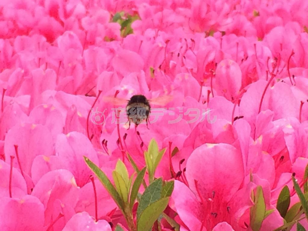 満開のヤマツツジ群生の中、蜜を採取するために飛行するハチ（野口隆史さん撮影、ｉＰｈｏｎｅ５ｓ使用）