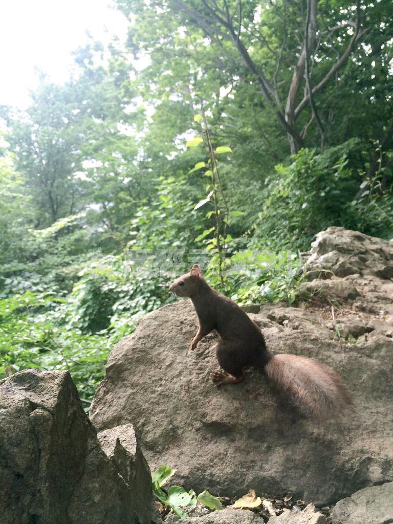 札幌市内の標高２２５メートルの円山（まるやま）は、一体が手つかずの原始林に囲まれている。登山や森林浴をしていると、えぞリスやえぞシマリスがお出迎えしてくれる＝２０１５年７月８日、北海道（野口隆史さん撮影、ｉＰｈｏｎｅ５ｓ使用）