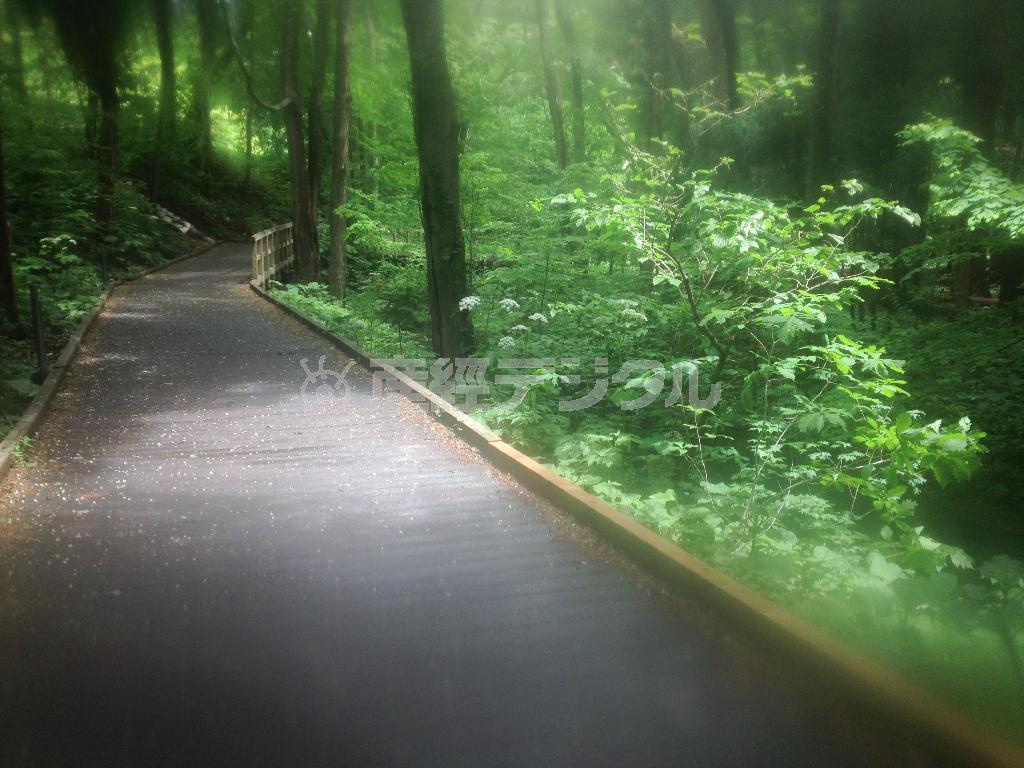 雨上がりの円山原始林の中の木道。陽が顔を出し始めると、柔らかい光で森林は包まれた＝２０１５年６月９日、北海道札幌市（野口隆史さん撮影、ｉＰｈｏｎｅ４ｓ使用）