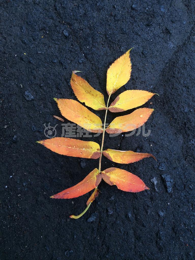 普通に撮影すればカメラは背景のアスファルトの黒を感じ、より明るく描き出そうとします＝２０１５年６月３０日（野口隆史さん撮影、ｉＰｈｏｎｅ５ｓ使用）