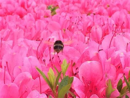 満開のヤマツツジ群生の中、蜜を採取するために飛行するハチ（野口隆史さん撮影、ｉＰｈｏｎｅ５ｓ使用）