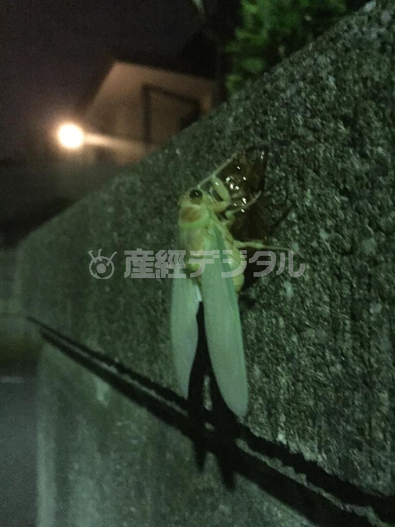 慌てて撮った蝉の孵化＝２０１５年７月２０日（本谷有希子さん撮影）