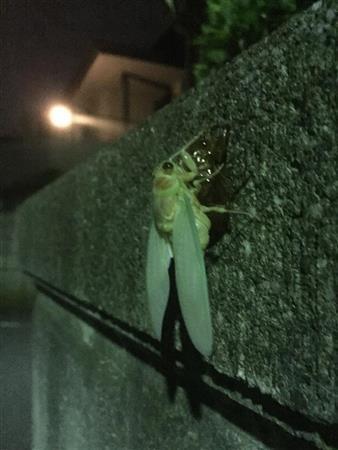 慌てて撮った蝉の孵化＝２０１５年７月２０日（本谷有希子さん撮影）