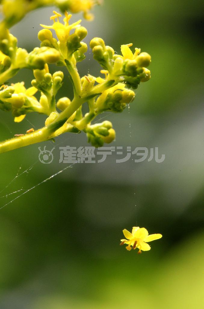 花の別れ＝２０１５年７月１１日、東京都府中市（野村成次撮影）