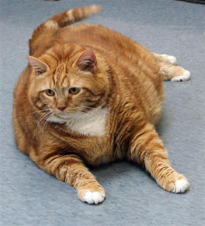 デブ猫 スキニー １０キロの減量に成功 Sankeibiz サンケイビズ