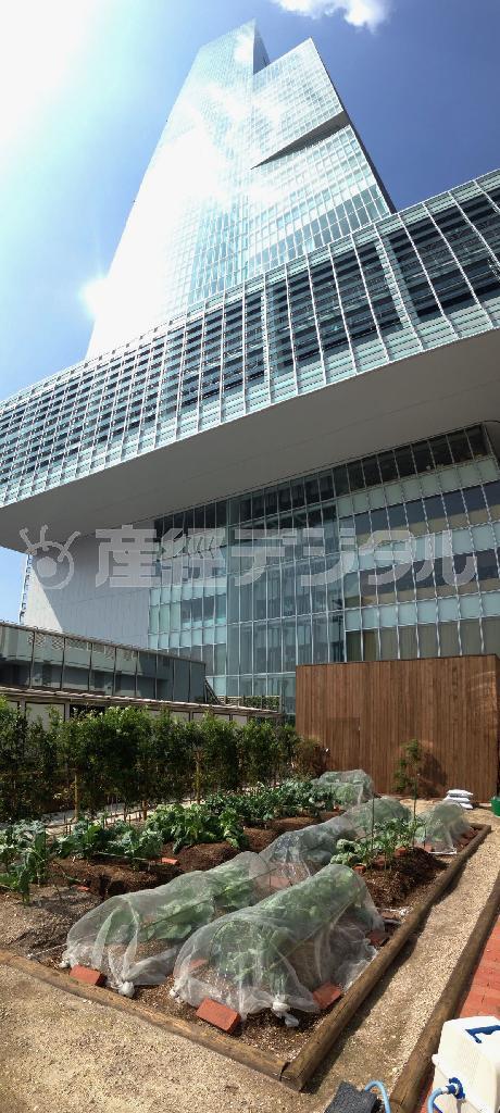 「あべのハルカス」に入る近鉄百貨店本店の屋上菜園＝２０１３年１１月、大阪市阿倍野区（共同）