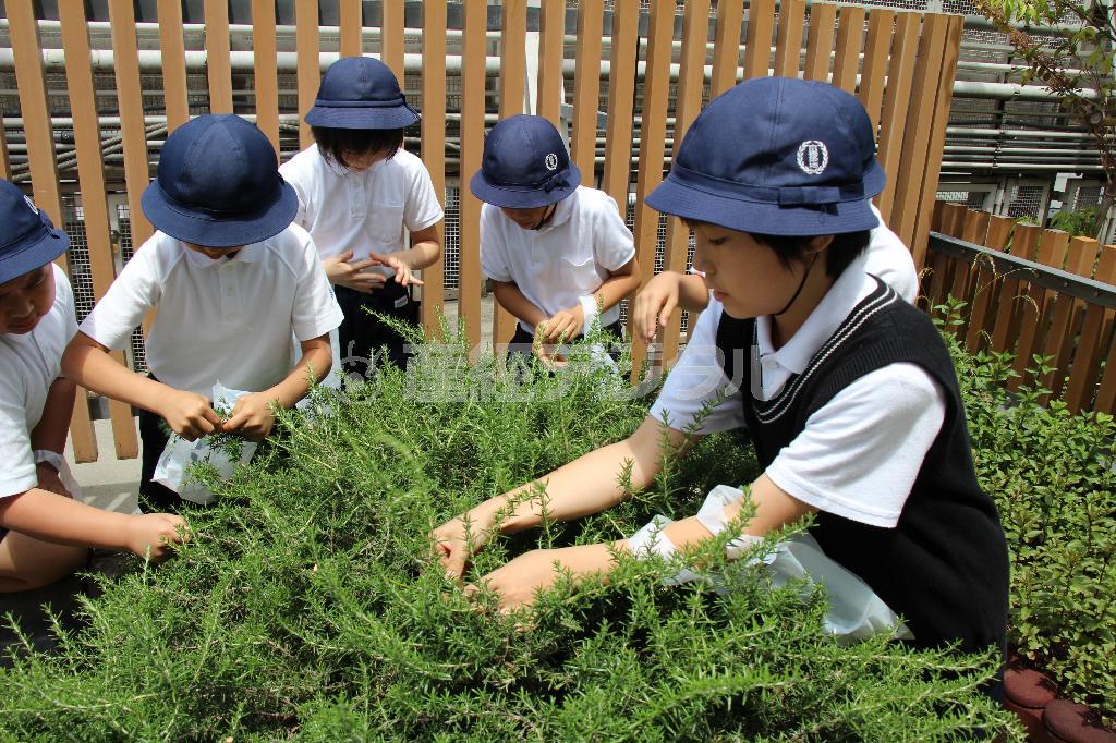 三越銀座店の屋上で行われた農業体験でハーブを収穫する小学生ら＝２０１５年５月２２日、東京都中央区（鈴木美帆撮影）