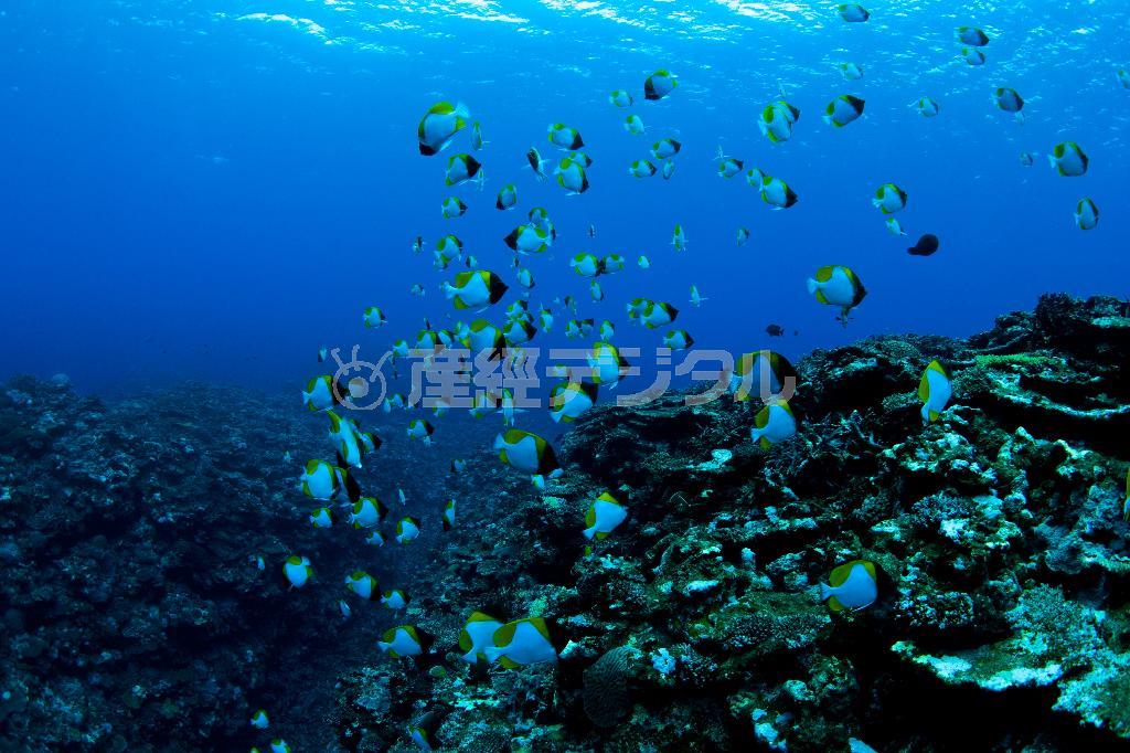 体長１８センチ程度で、水深１５～２０メートルで潮通しの良い場所で群れを作るカスミチョウチョウウオ＝沖縄県石垣市（永山真治さん撮影）