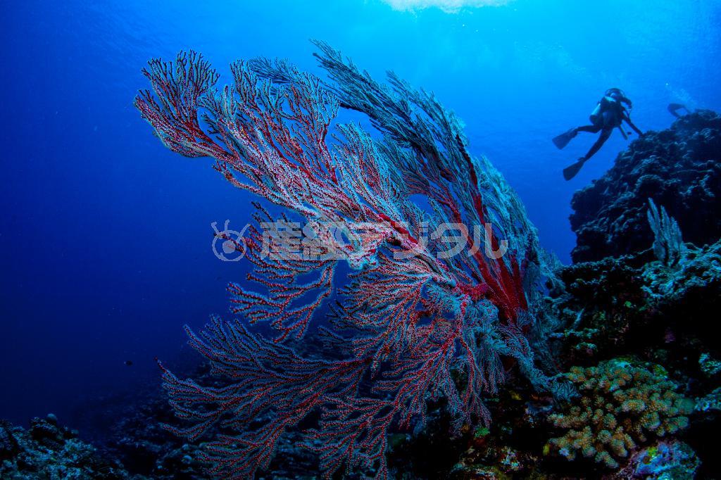 きれいな海水が速く流れる場所に群生するイソバナは、花が咲いたように見える枝でプランクトンを捕まえて食べる＝沖縄県石垣市（永山真治さん撮影）