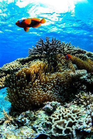 ディズニーのアニメ映画「ファインディング・ニモ」で有名になったクマノミの一種でハマクマノミ。悠々と珊瑚礁の上を泳ぐ＝沖縄県石垣市（永山真治さん撮影）