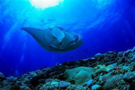 石垣の海を悠々と泳ぐマンタ。そのお腹にある斑点は指紋と同じで個体識別に使われる＝沖縄県石垣市（永山真治さん撮影）