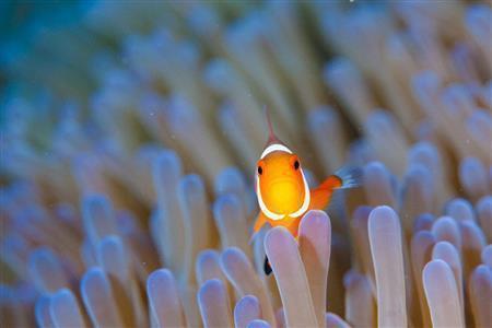 ディズニーのアニメ映画「ファインディング・ニモ」で有名になったカクレクマノミ。じっとこちらを見つめる表情が愛らしい＝沖縄県石垣市（永山真治さん撮影）