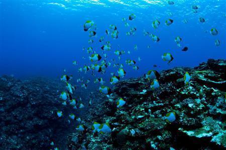 体長１８センチ程度で、水深１５～２０メートルで潮通しの良い場所で群れを作るカスミチョウチョウウオ＝沖縄県石垣市（永山真治さん撮影）