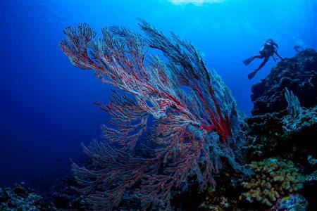 きれいな海水が速く流れる場所に群生するイソバナは、花が咲いたように見える枝でプランクトンを捕まえて食べる＝沖縄県石垣市（永山真治さん撮影）
