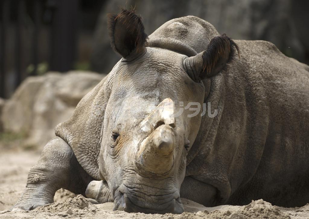 メスのキタシロサイ「ナビレ」＝２０１１年７月８日、チェコ・ドヴール・クラーロヴェー（ＡＰ）
