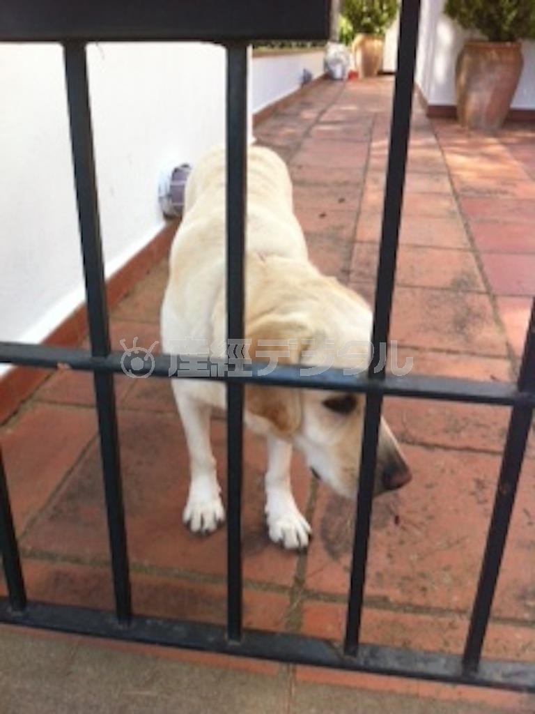 バカンス先で愛犬・ジョセフが出会ったお友達＝２０１５年７月８日（クレモンティーヌさん提供）