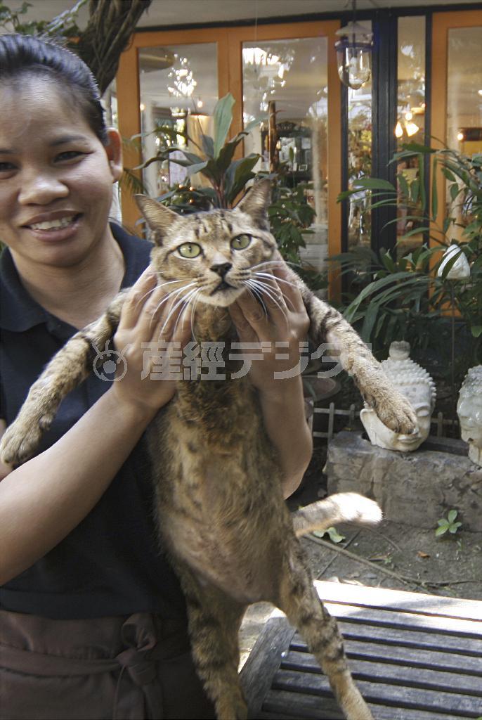 抱き方がちょっと迷惑そうな顔のネコちゃん、記念撮影は苦手そうだ＝タイ・首都バンコク（酒井久美子さん撮影）
