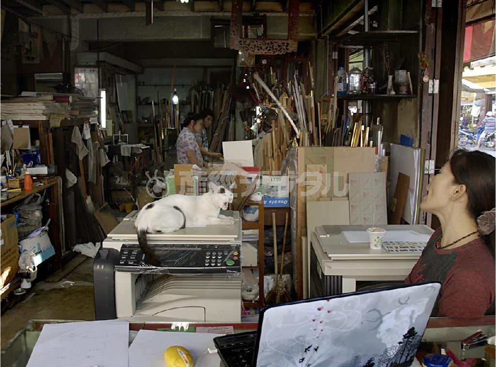 内装などインテリア関連の店先では看板ネコと飼い主が同時に大あくび＝タイ（酒井久美子さん撮影）