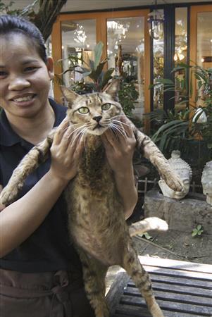 抱き方がちょっと迷惑そうな顔のネコちゃん、記念撮影は苦手そうだ＝タイ・首都バンコク（酒井久美子さん撮影）
