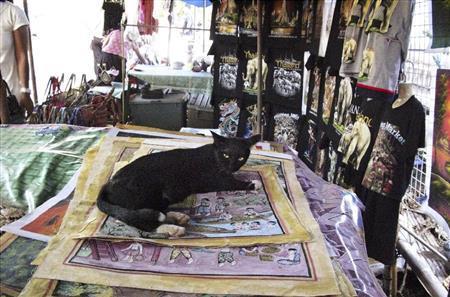 ウイークデーは飼い主と一緒に自宅で過ごして、また週末になると一緒にマーケットに出勤するそうだ＝タイ・首都バンコク（酒井久美子さん撮影）