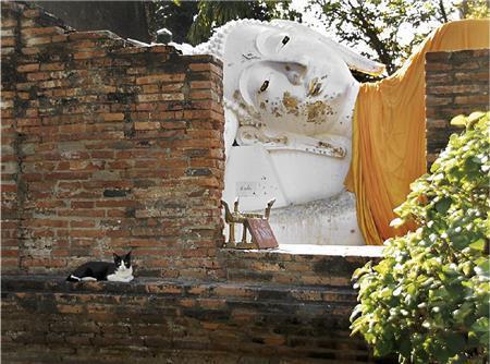 アユタヤの遺跡で屋外に横たわる涅槃像、ここでもネコちゃんがお昼寝していた＝タイ（酒井久美子さん撮影）